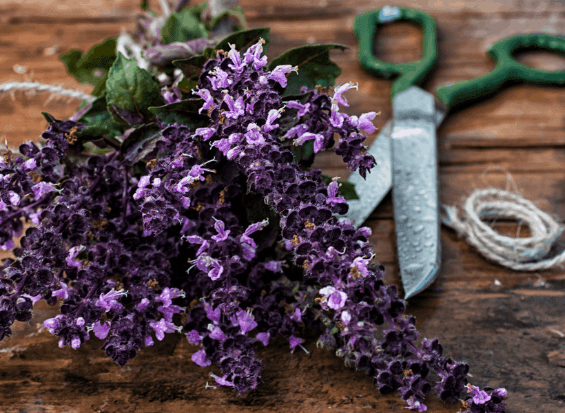 How To Trim Lavender Plants Lavender Tips