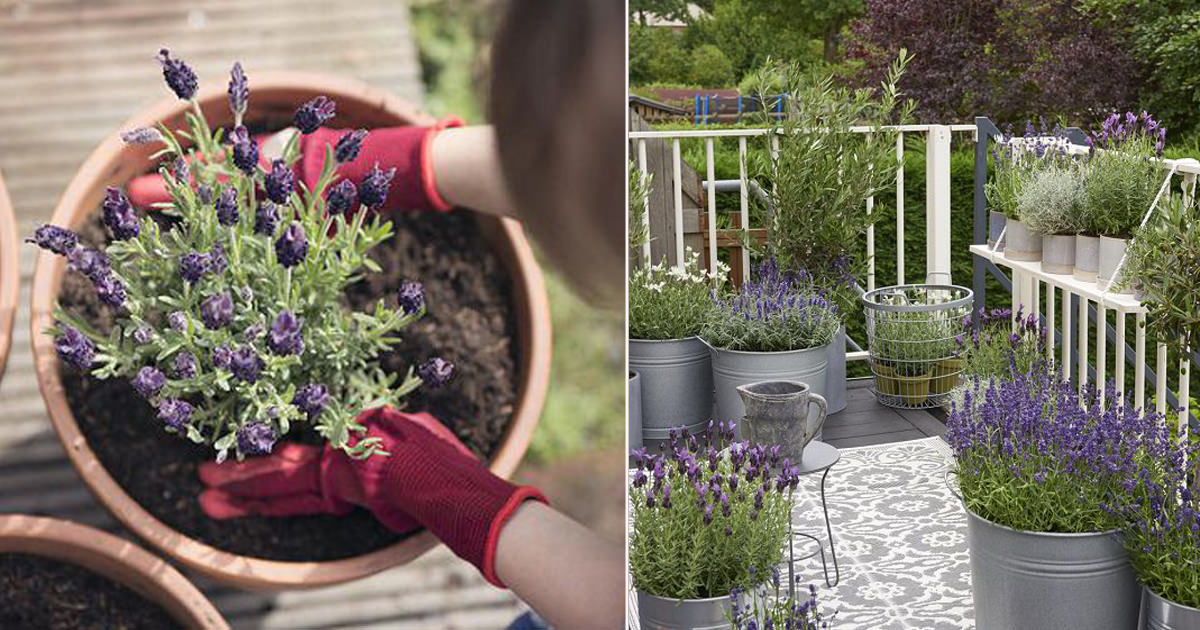 How To Plant And Grow Lavender In Containers Lavender Tips