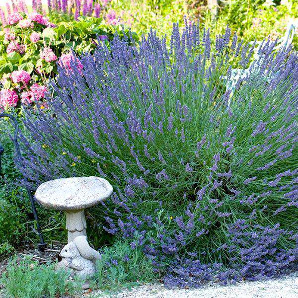 The Many Benefits Of Lavender (Including That It’s Deer Resistant