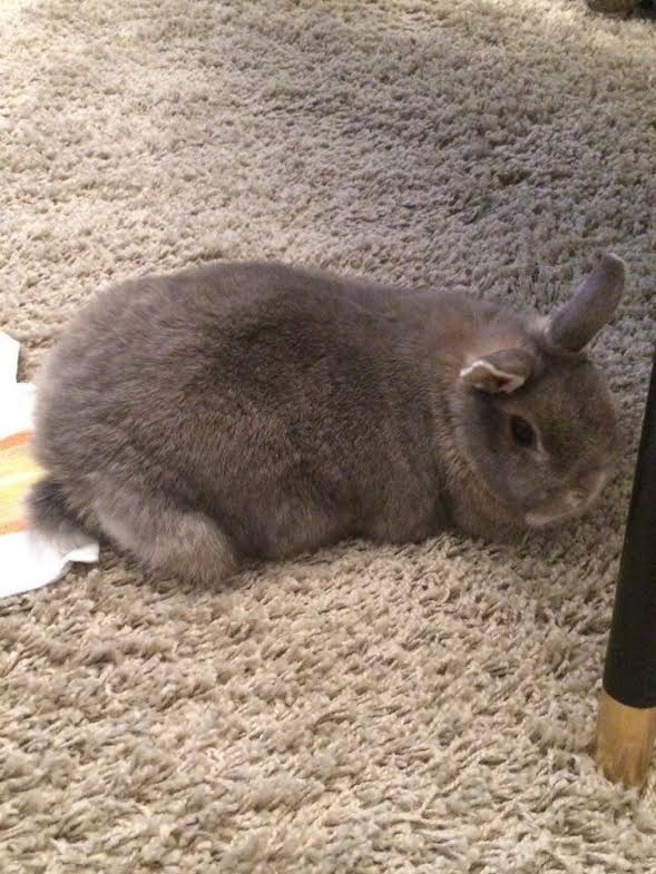 How To Use Lavender To Benefit Your Rabbit Lavender Tips