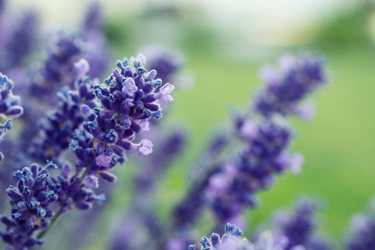 Why Does My Lavender Plant Keep Dying? Lavender Tips