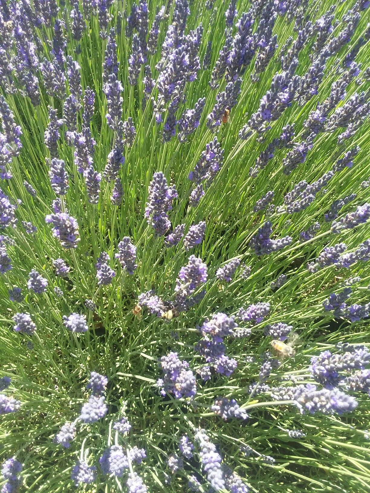 The Secret To Making Lavender Reflower How To Keep Your Garden