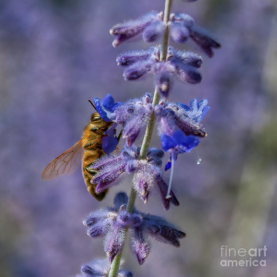 The Healing Powers Of Lavender How It Can Help Cancer Patients