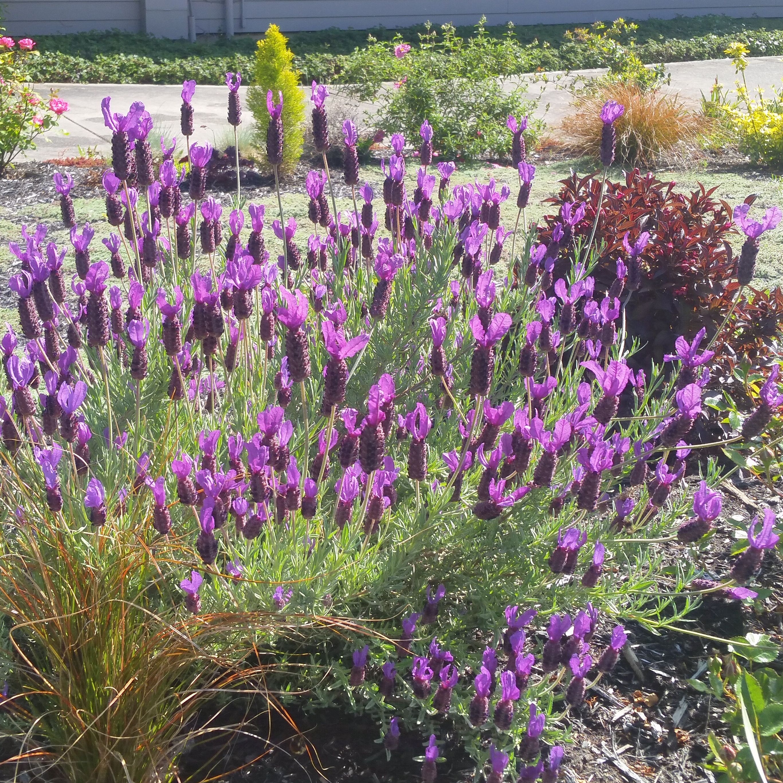 The Beauty Of Spanish Lavender Blooming In Late Spring To Early Summer Lavender Tips
