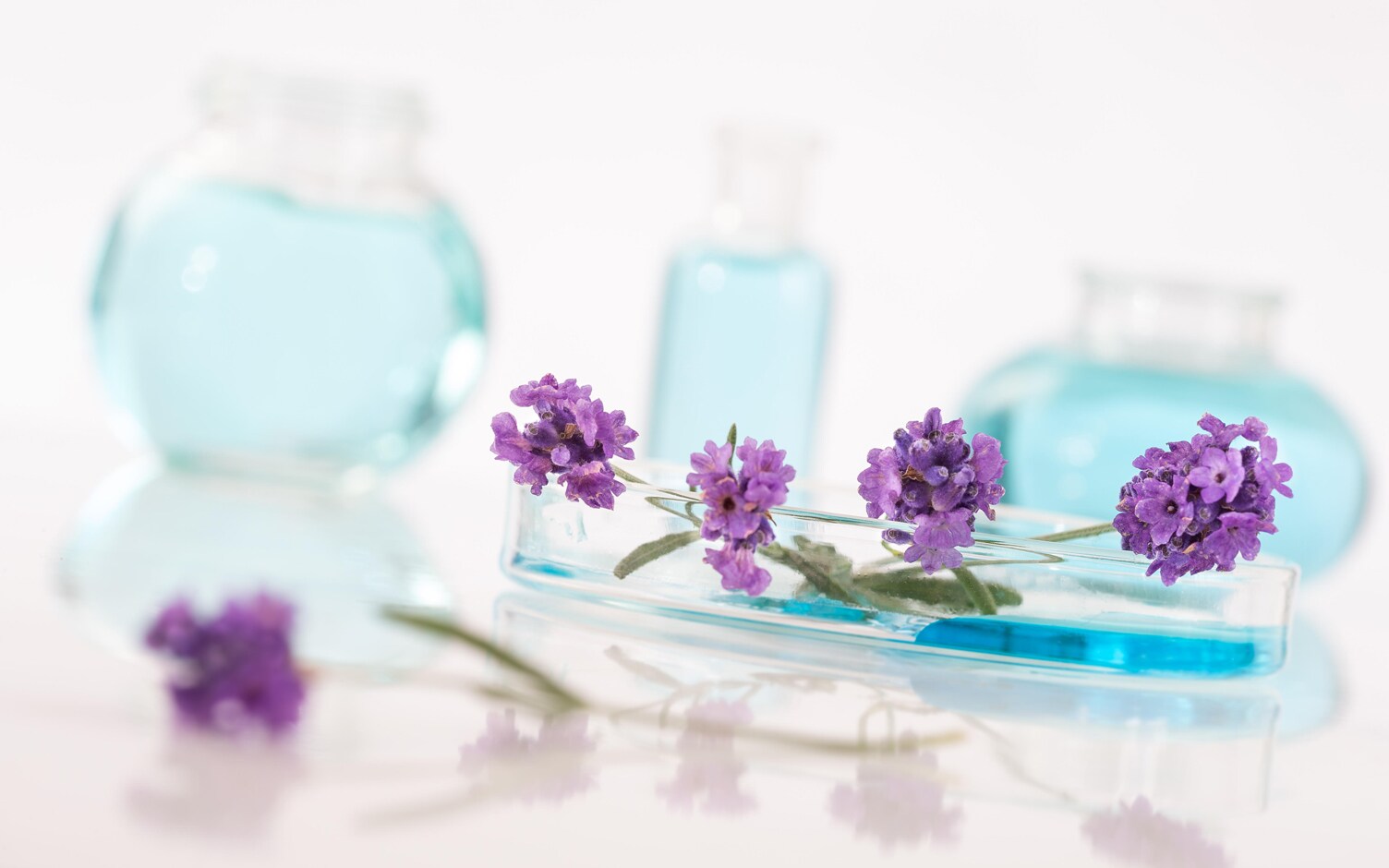 Is Lavender Oil Safe To Use? Lavender Tips