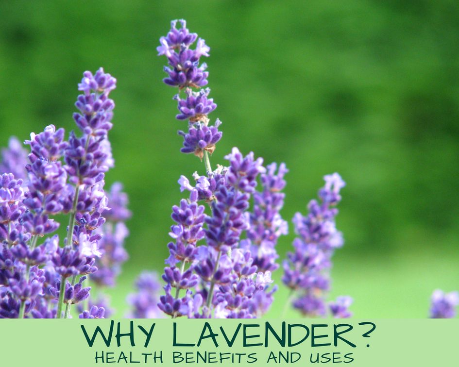Unlock The Power Of Lavender Exploring Its Uses Benefits And History