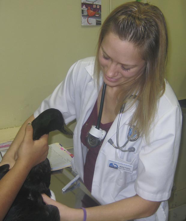 Long Beach Animal Hospital's Extern Program • the Hilo