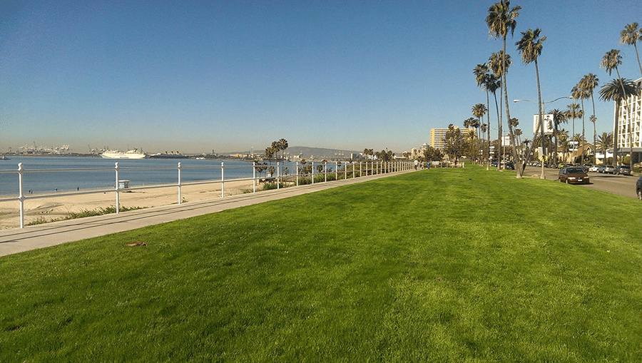 Bluff Park ReOpens to the Public • Long Beach Post News