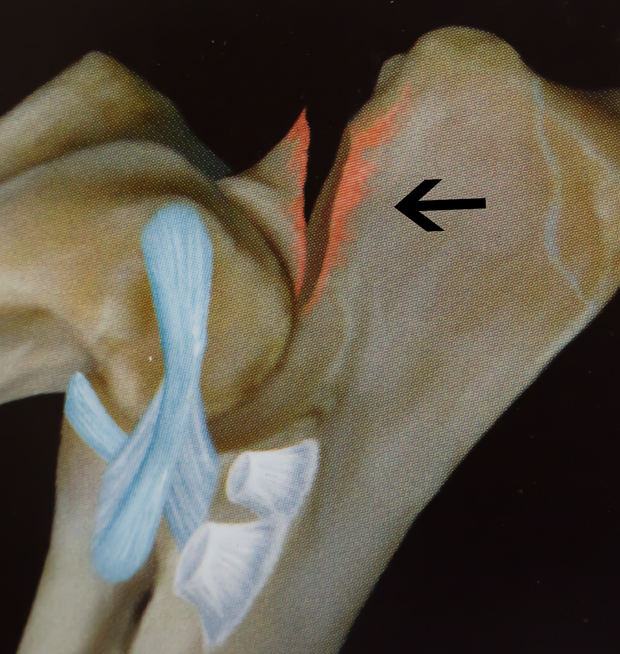 Elbow Dysplasia Diagnosis and Treatment for Dogs • the Hilo