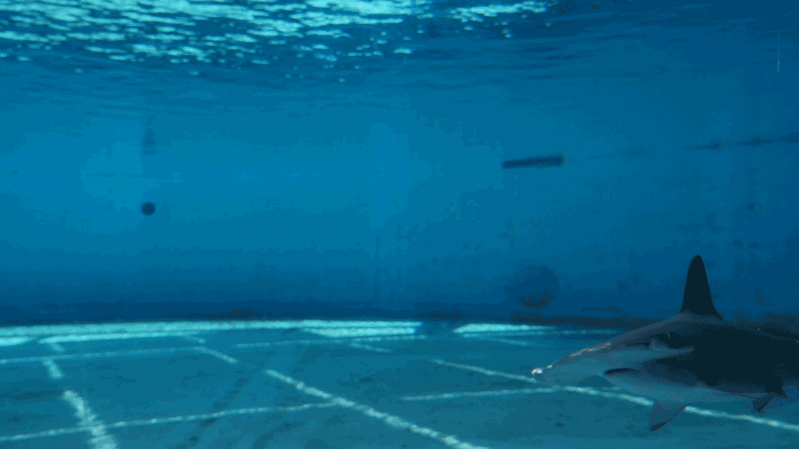 Aquarium of the Pacific new hammerhead shark • the Hilo