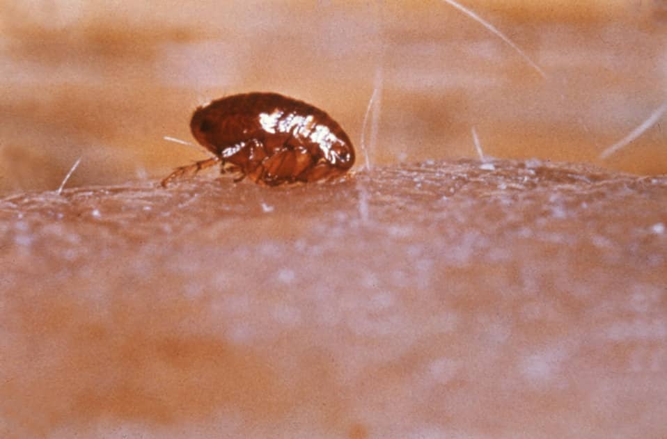 UPDATE Long Beach working to combat fleaborne typhus outbreak Long