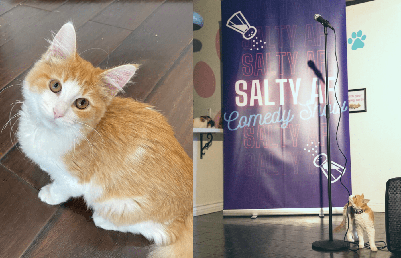 Cats, comedians + adoptables at Feline Good Social Club • Long Beach