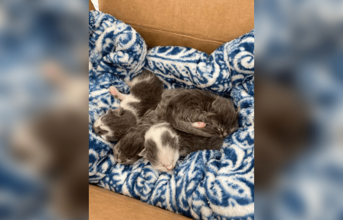 How to volunteer or foster with Long Beach pet rescues • Long Beach