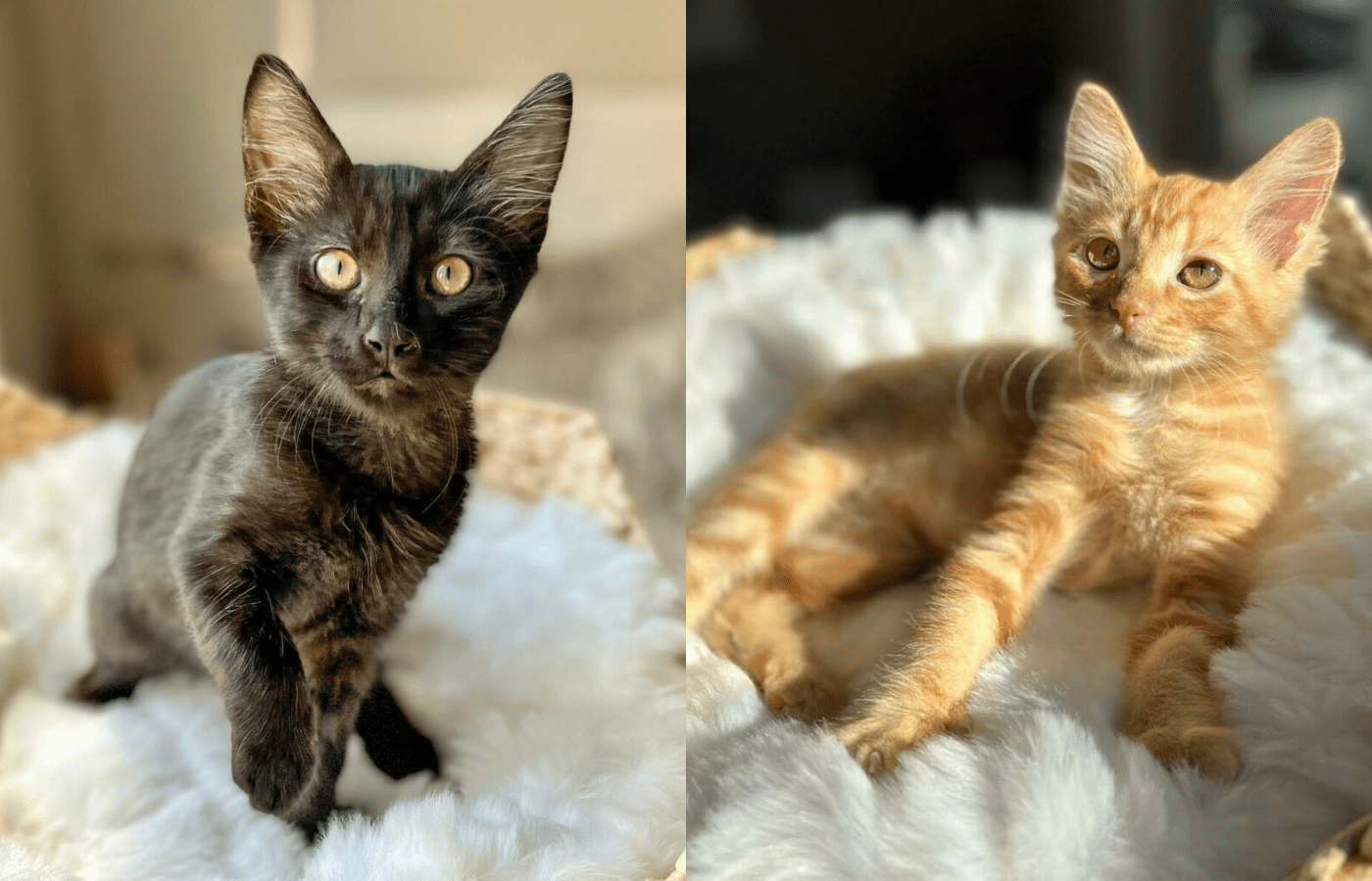 Black cats A 'familiar' topic for Halloween (plus, cats for adoption