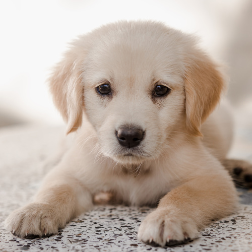 Définition chiot LEDICTIONNAIRE