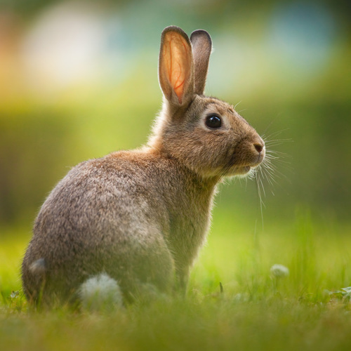 LAPIN Définition lapin et orthographe