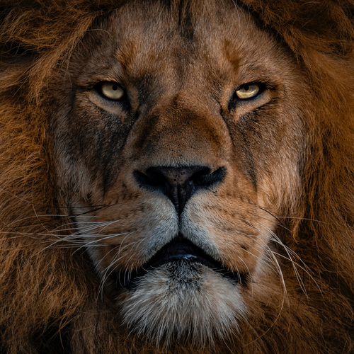 lion / Définition LION