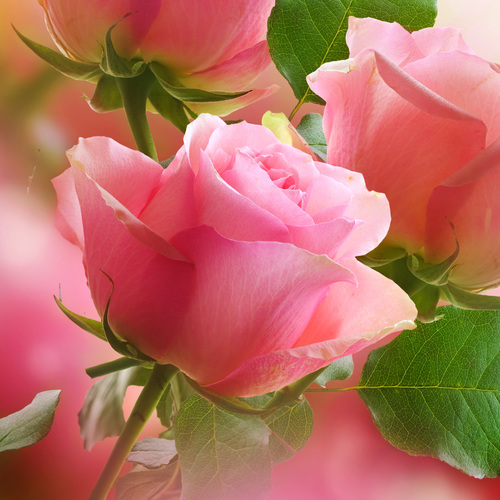 rose / rosé / Définition ROSE / ROSÉ