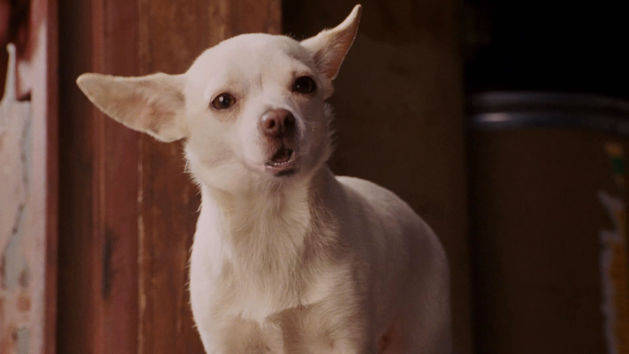 Beverly Hills Chihuahua Disney Movies