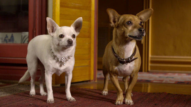 Beverly Hills Chihuahua 2 Disney Movies
