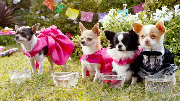 Beverly Hills Chihuahua 3 Sneak Peek with Raini Rodriguez