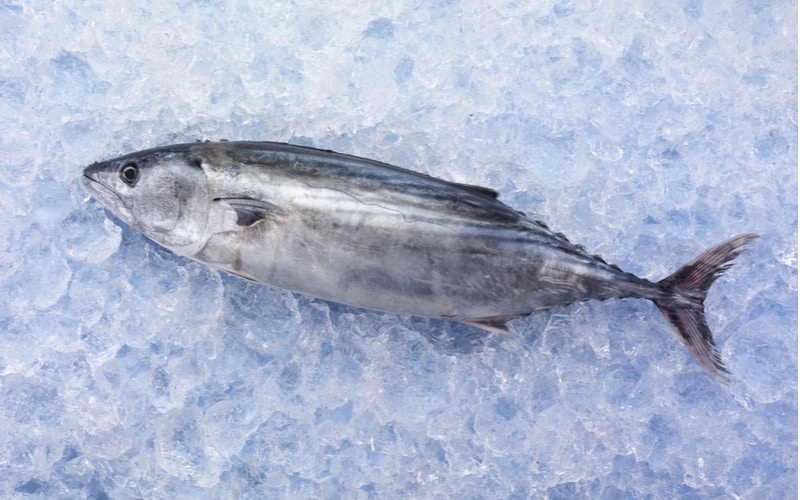 「独活」って何かわかる？食べ物と動物の漢字クイズ5選 magacol