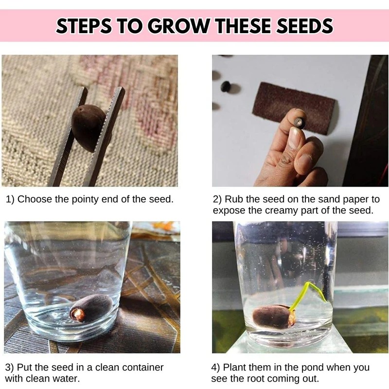 The Premium Bonsai Lotus Flower Seeds