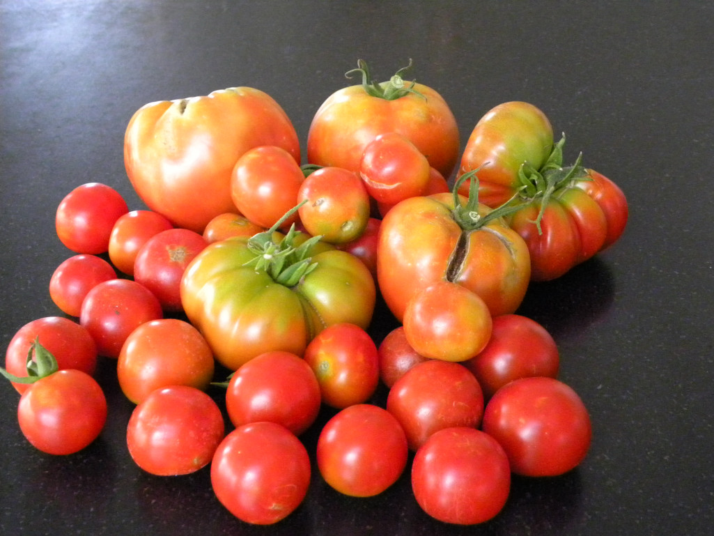 The Best Time To Plant Tomatoes In Texas Master Tomato