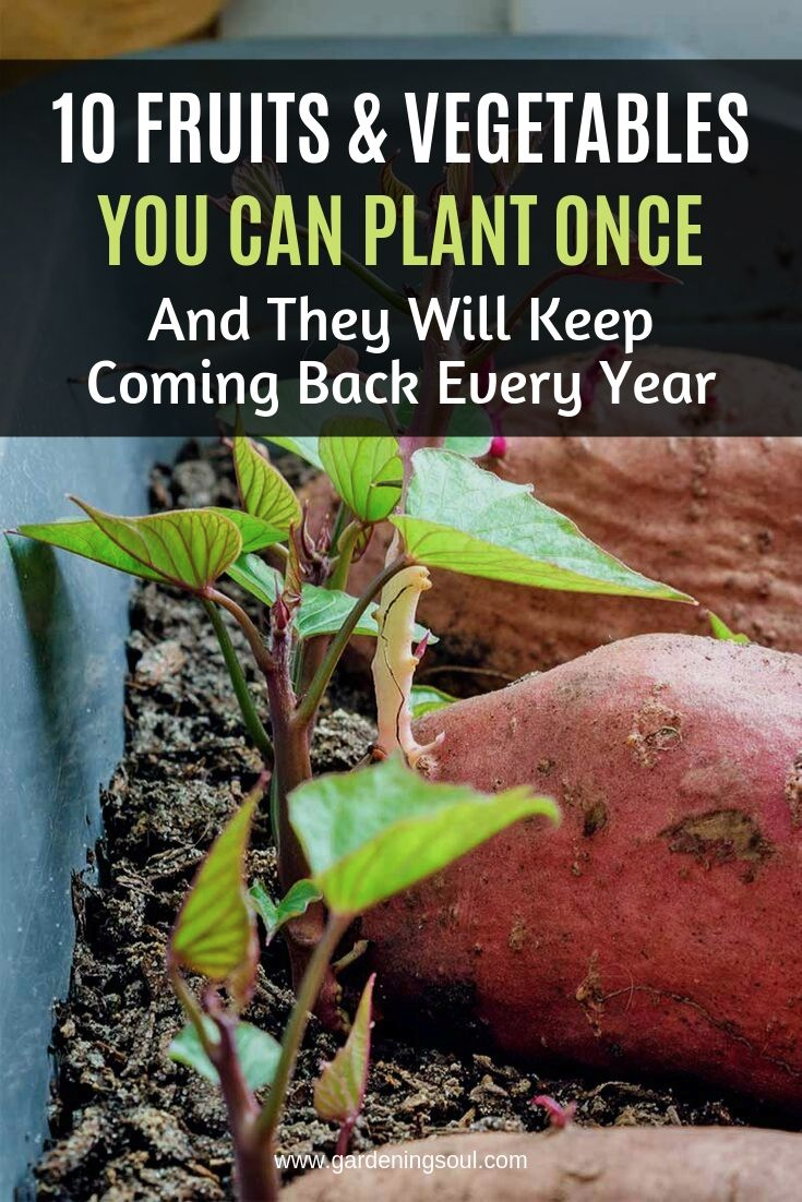 You Can Buy Tomato Plants With Food Stamps! Master Tomato