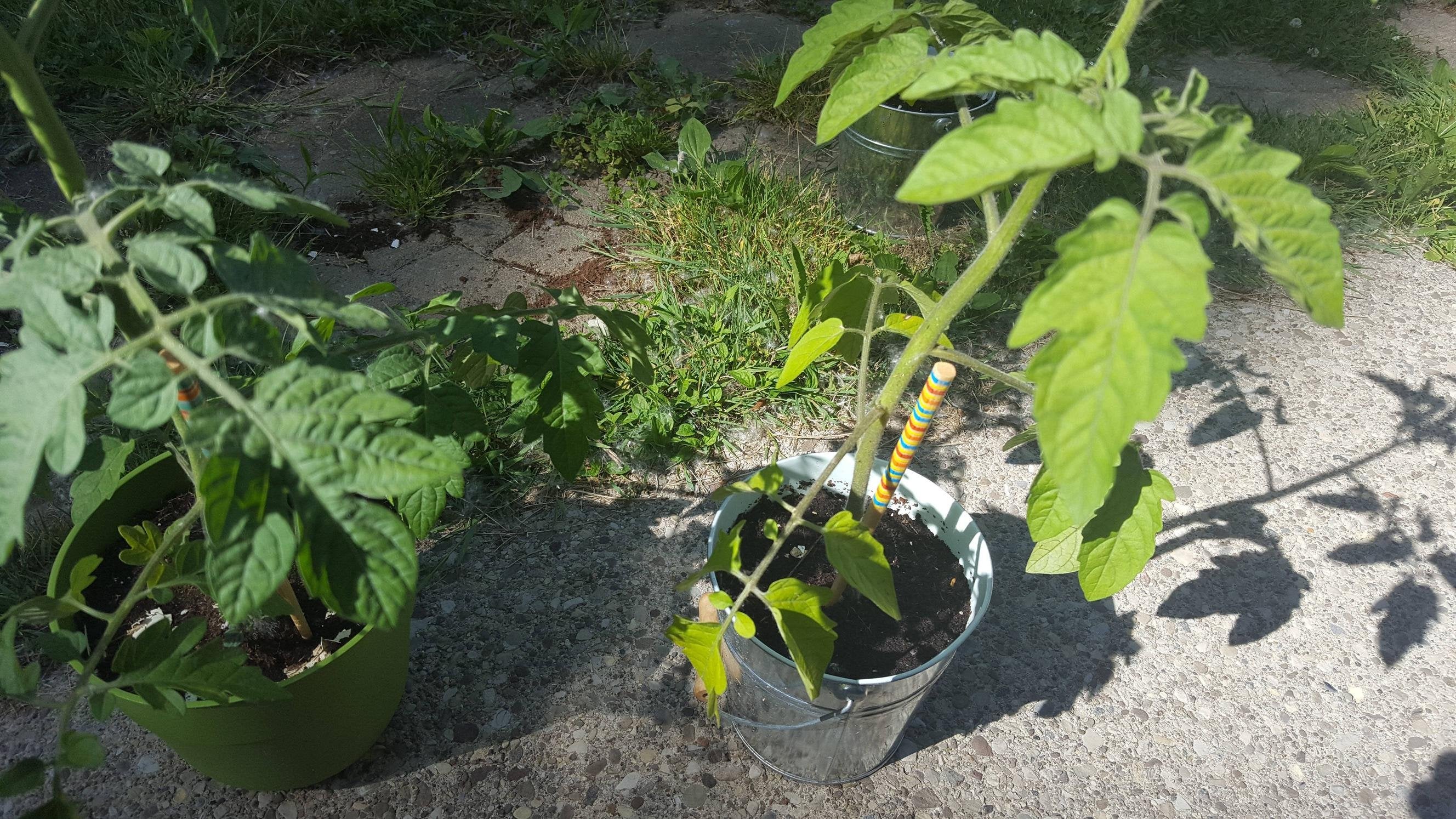 How To Grow Perfect Tomatoes Every Time The Ultimate Guide Master Tomato