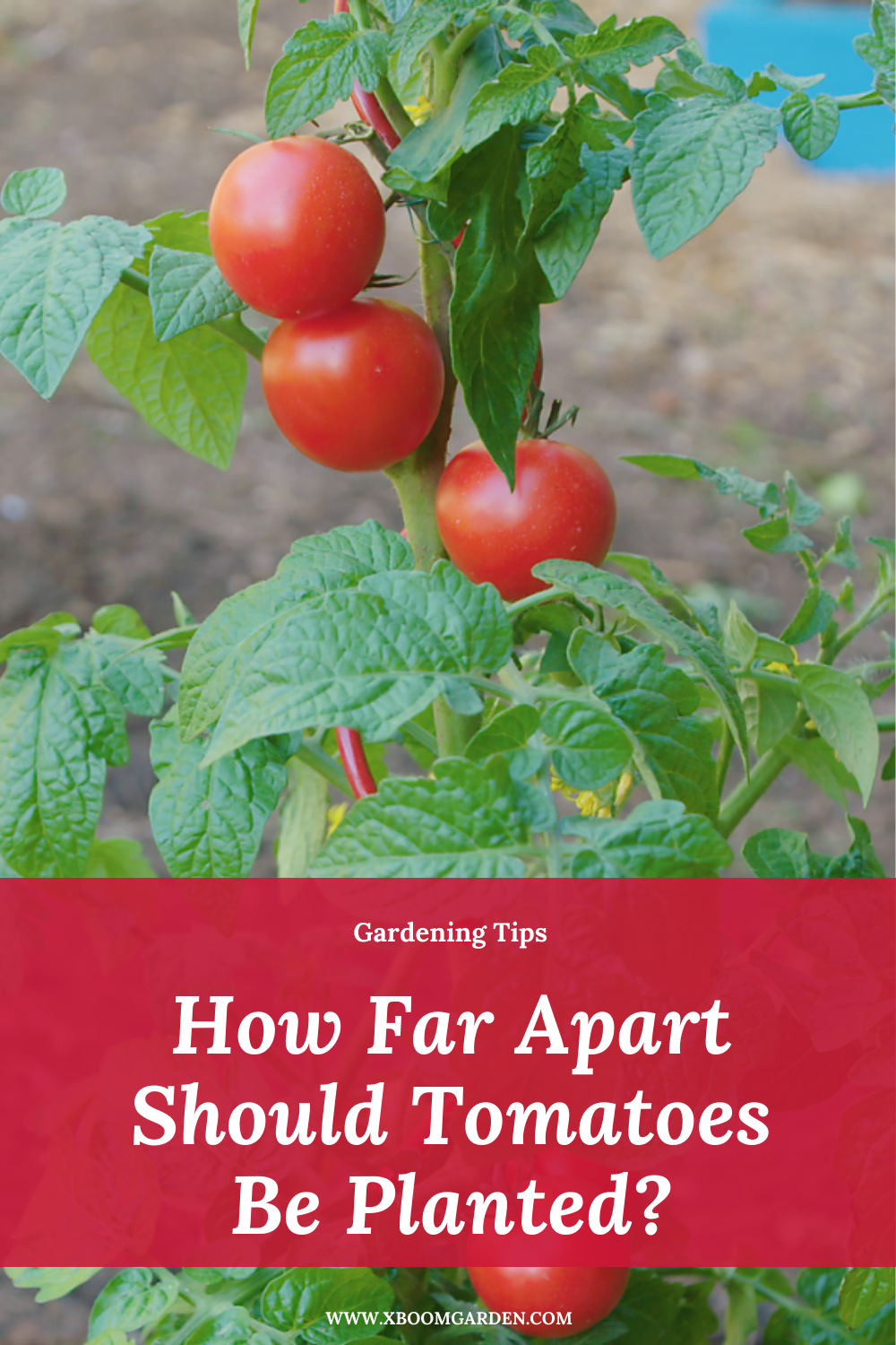 How To Grow Perfect Tomatoes Every Time The Ultimate Guide Master Tomato