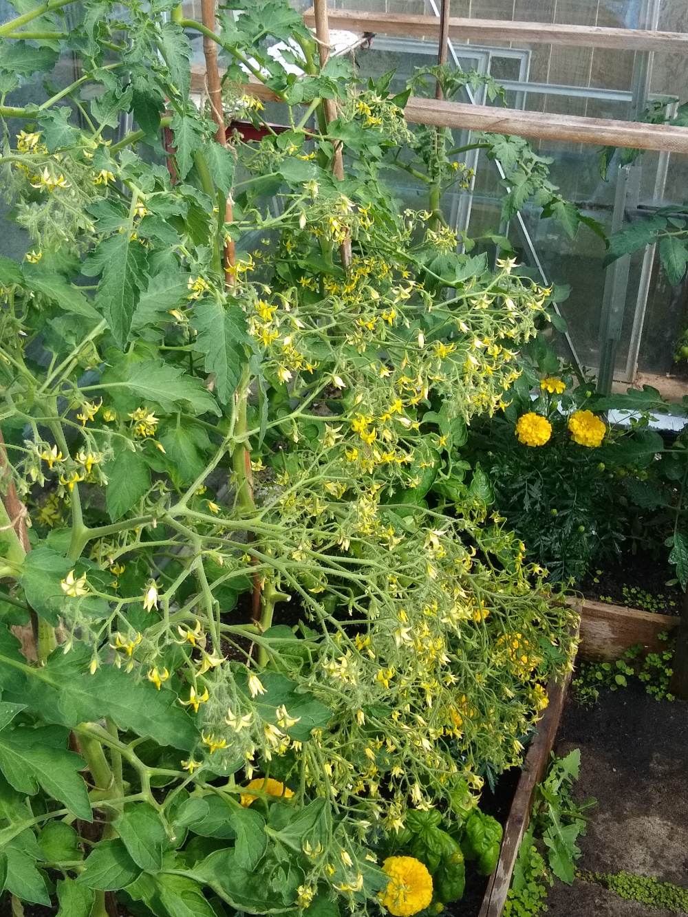 Tomato Plant Flowers How To Pollinate For Fruits Master Tomato