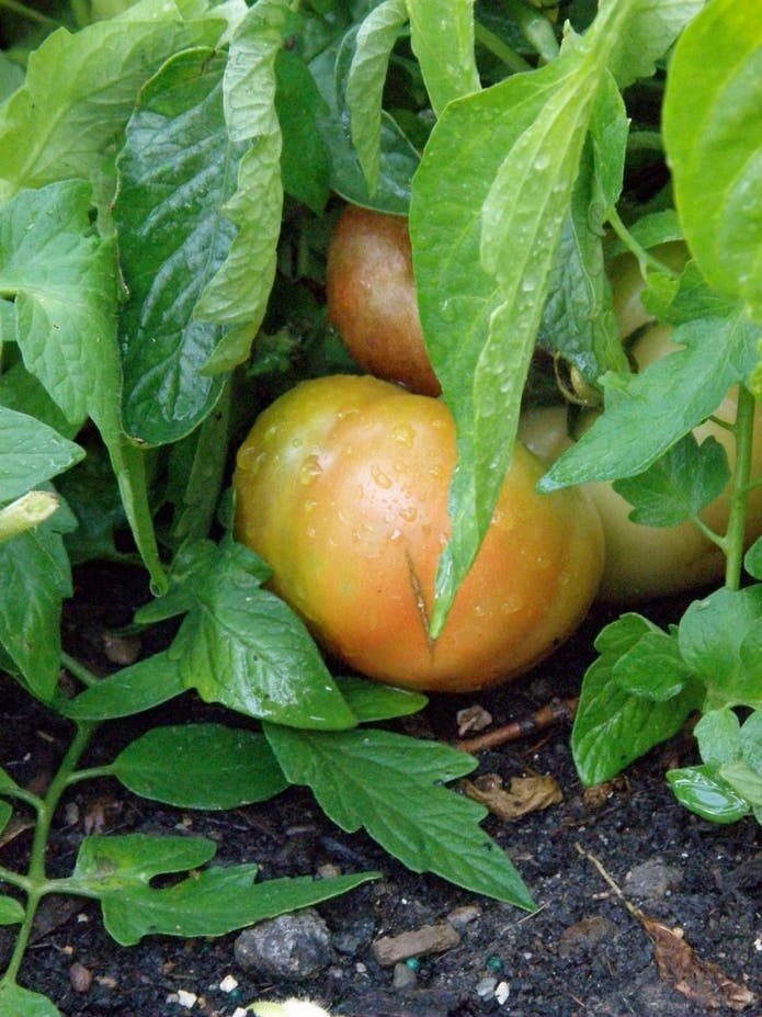 The Best Time To Plant And Harvest Tomatoes In Rhode Island Master Tomato