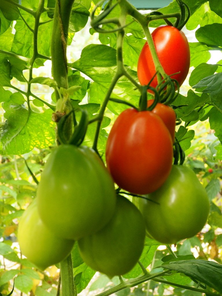 How To Care For San Marzano Tomato Plants Master Tomato