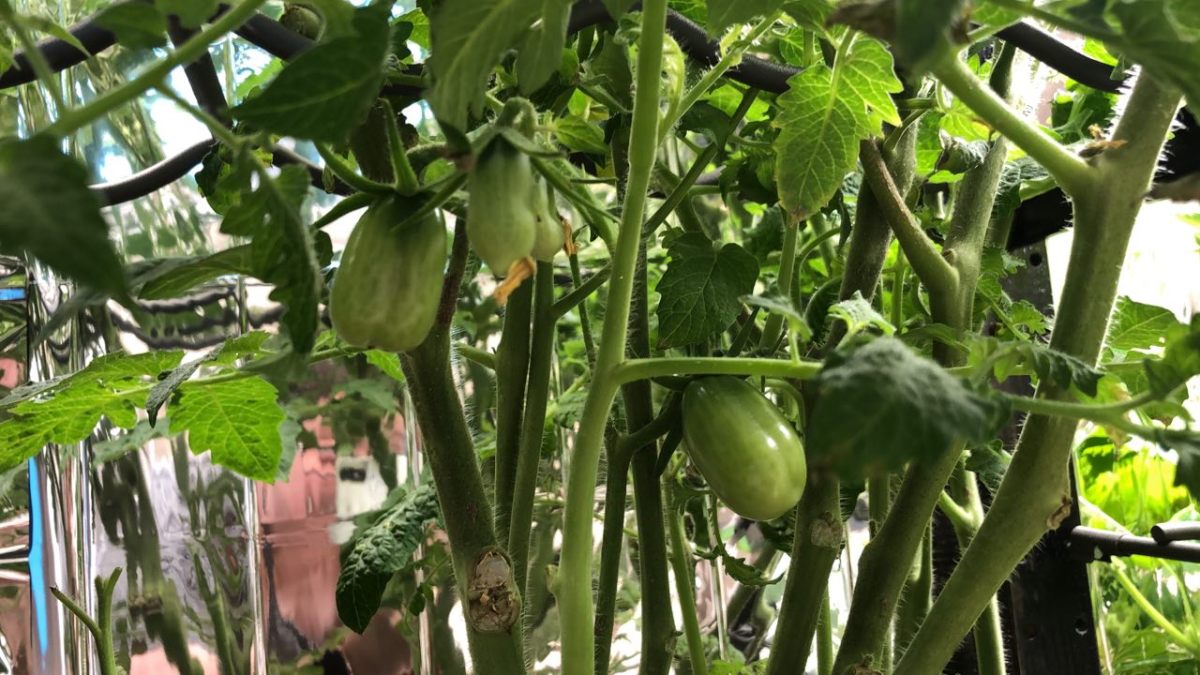 How To Care For San Marzano Tomato Plants Master Tomato