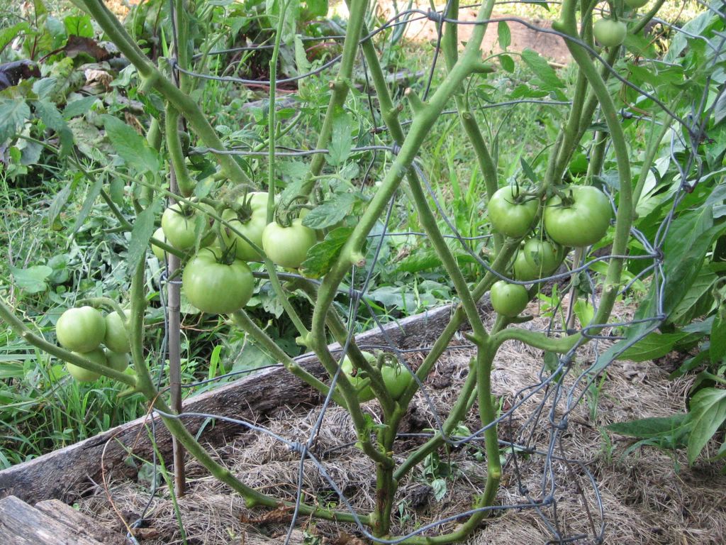 Seven Tips For Growing Delicious Tomatoes In Arkansas Master Tomato