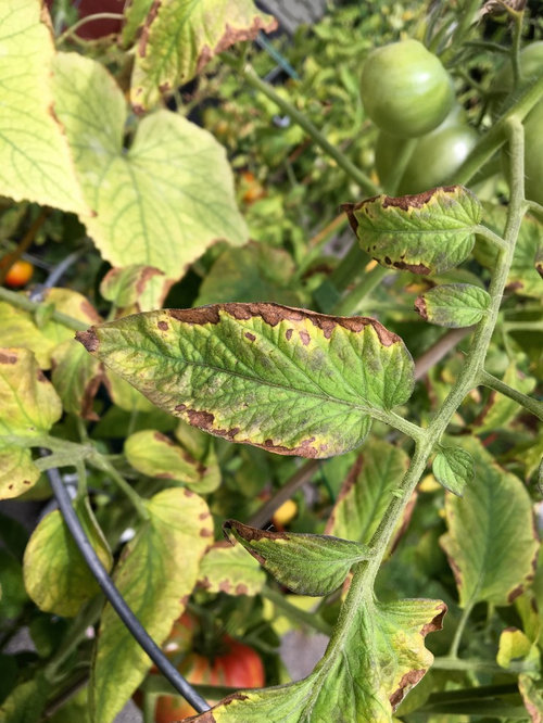 How To Revive A Dead Tomato Plant Master Tomato