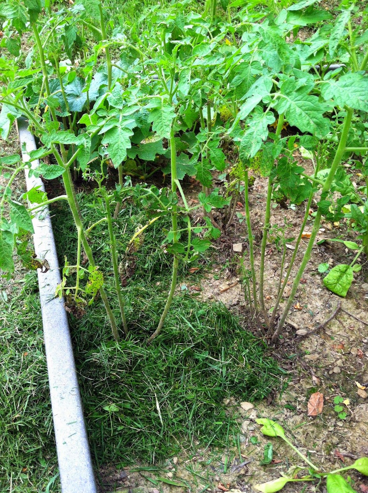 How To Kill Grass Around Tomato Plants Master Tomato