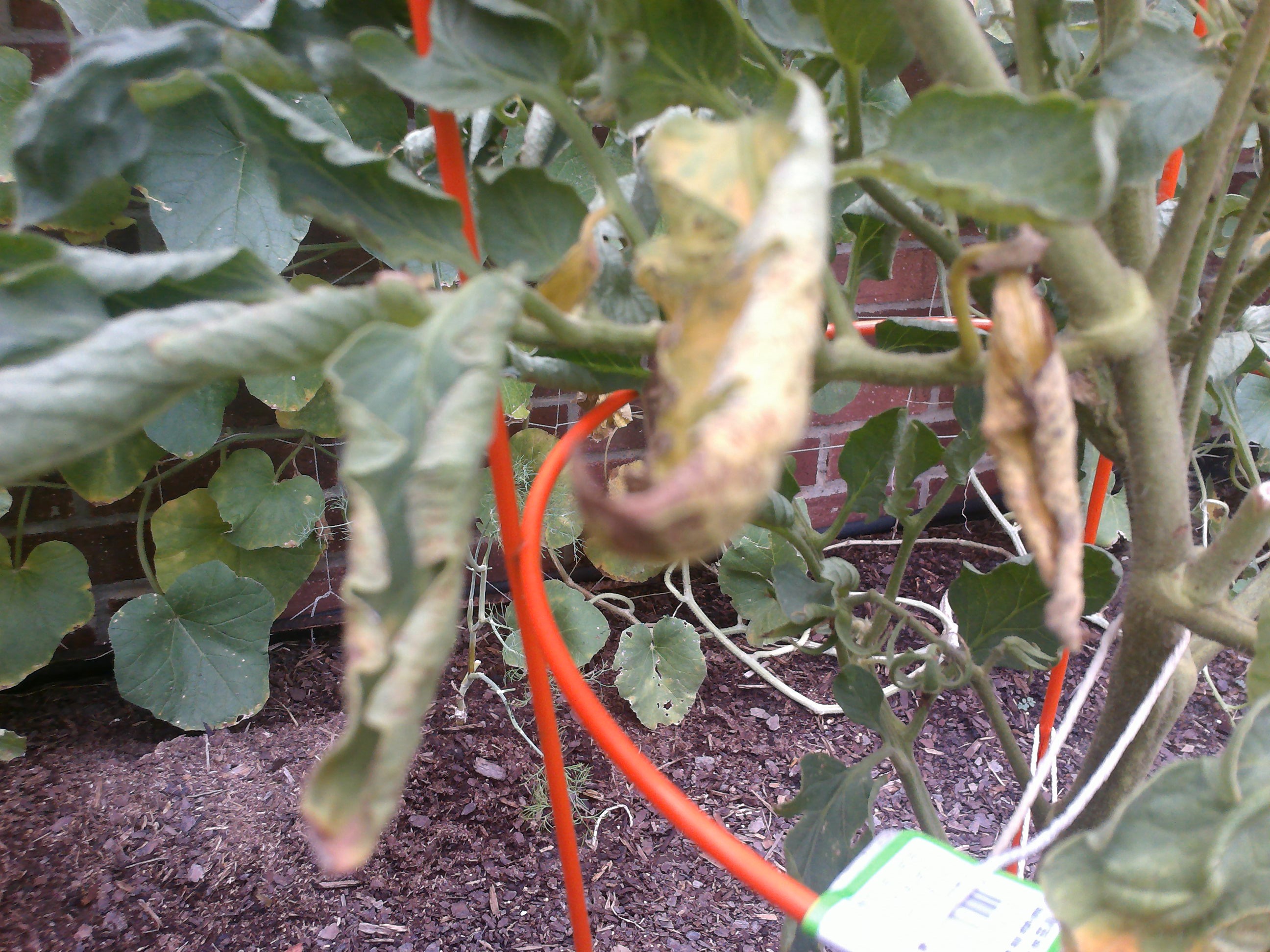 How To Kill Grass Around Tomato Plants Master Tomato