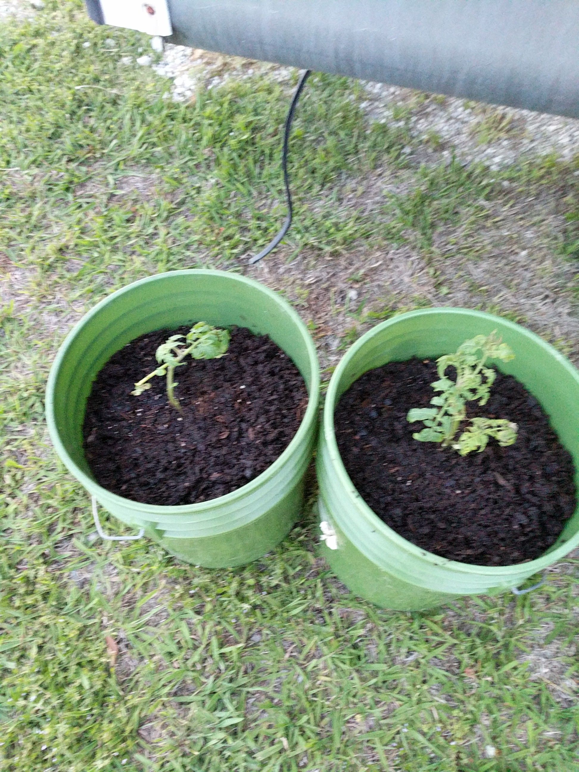 Transplanting Long Spindly Tomato Plants Master Tomato