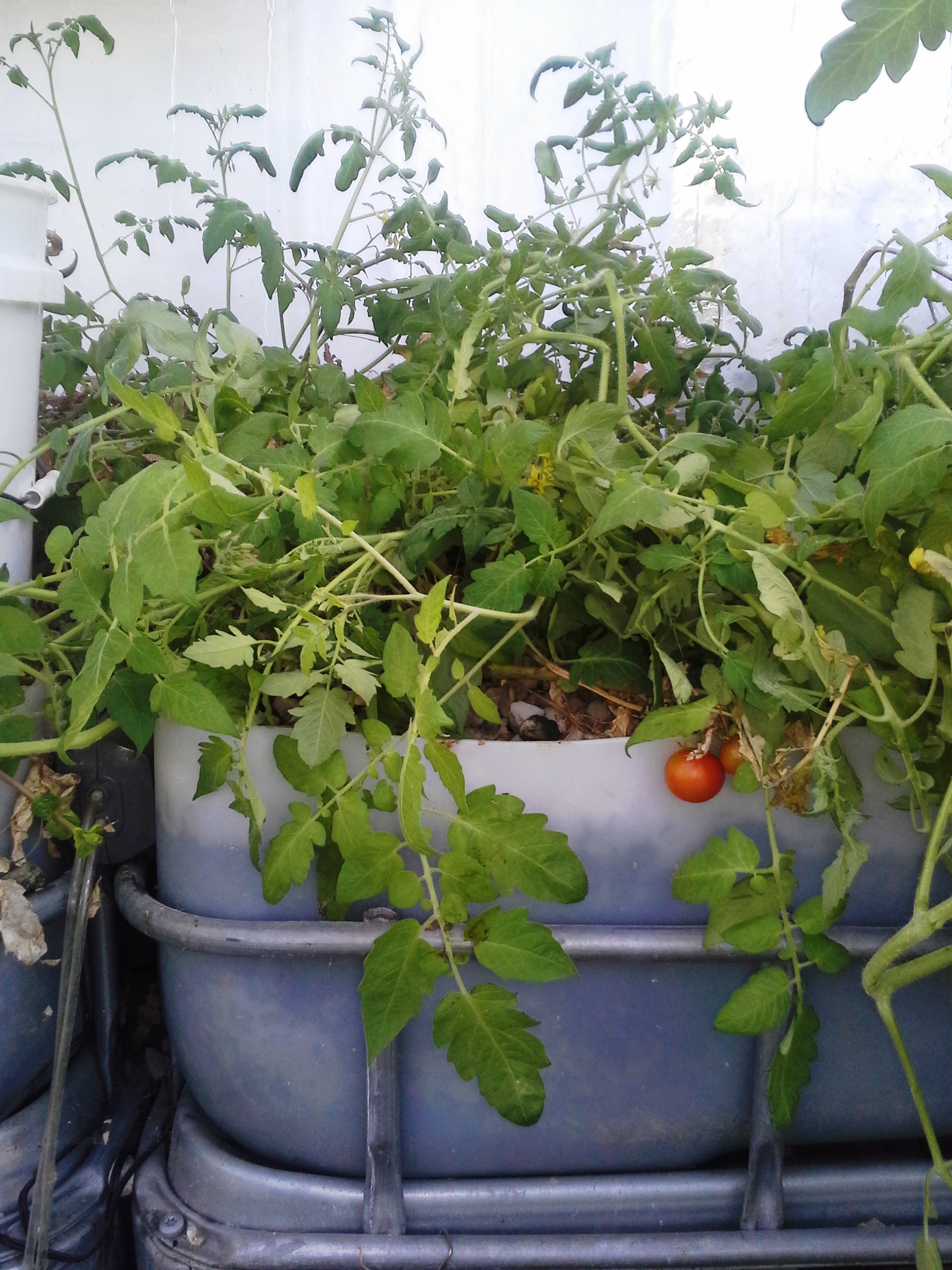 Signs That An Animal Has Been Eating Your Tomato Plant Master Tomato