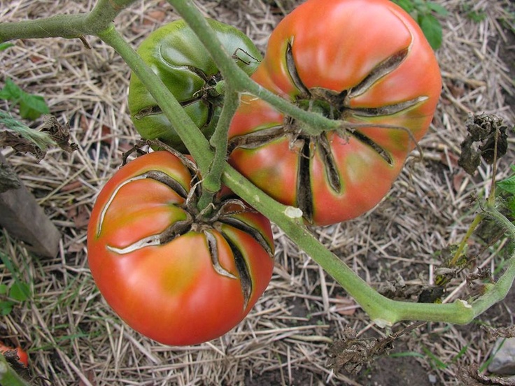 When Can I Plant Tomatoes Outside In The Northwest Master Tomato