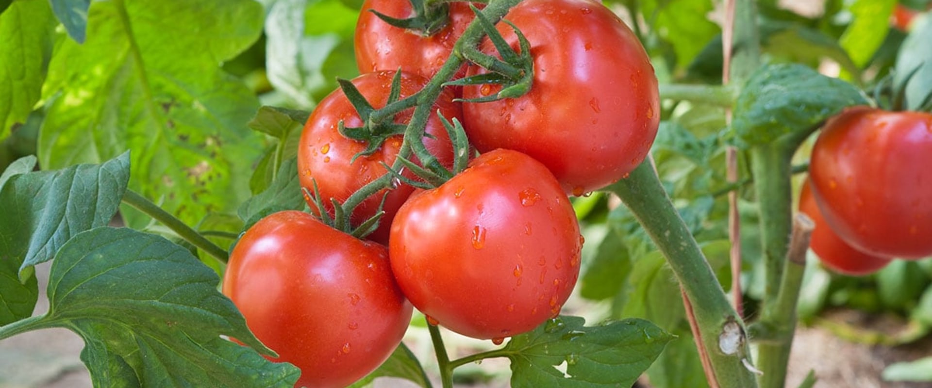 How To Stop Tomato Plants From Growing And Start Making Fruit Master