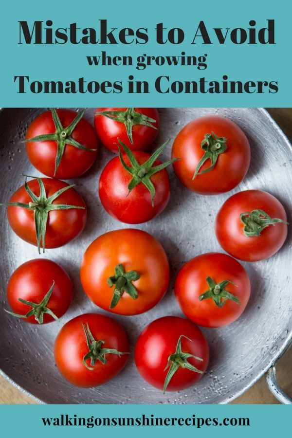 How To Stop Tomato Plants From Growing And Start Making Fruit Master
