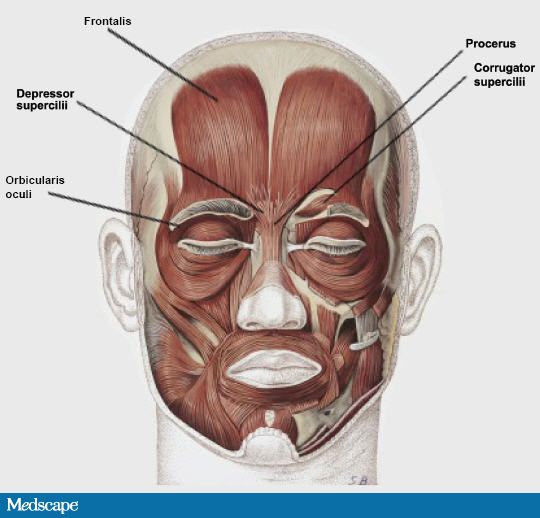 Musculus depressor supercilii MedkoM