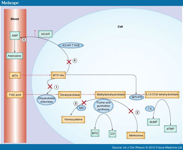 Current and Future Role of Methotrexate in RA Therapy