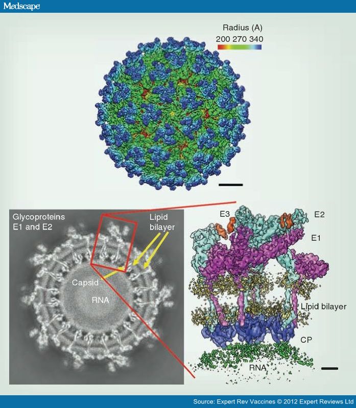 Chikungunya Virus and Prospects for a Vaccine