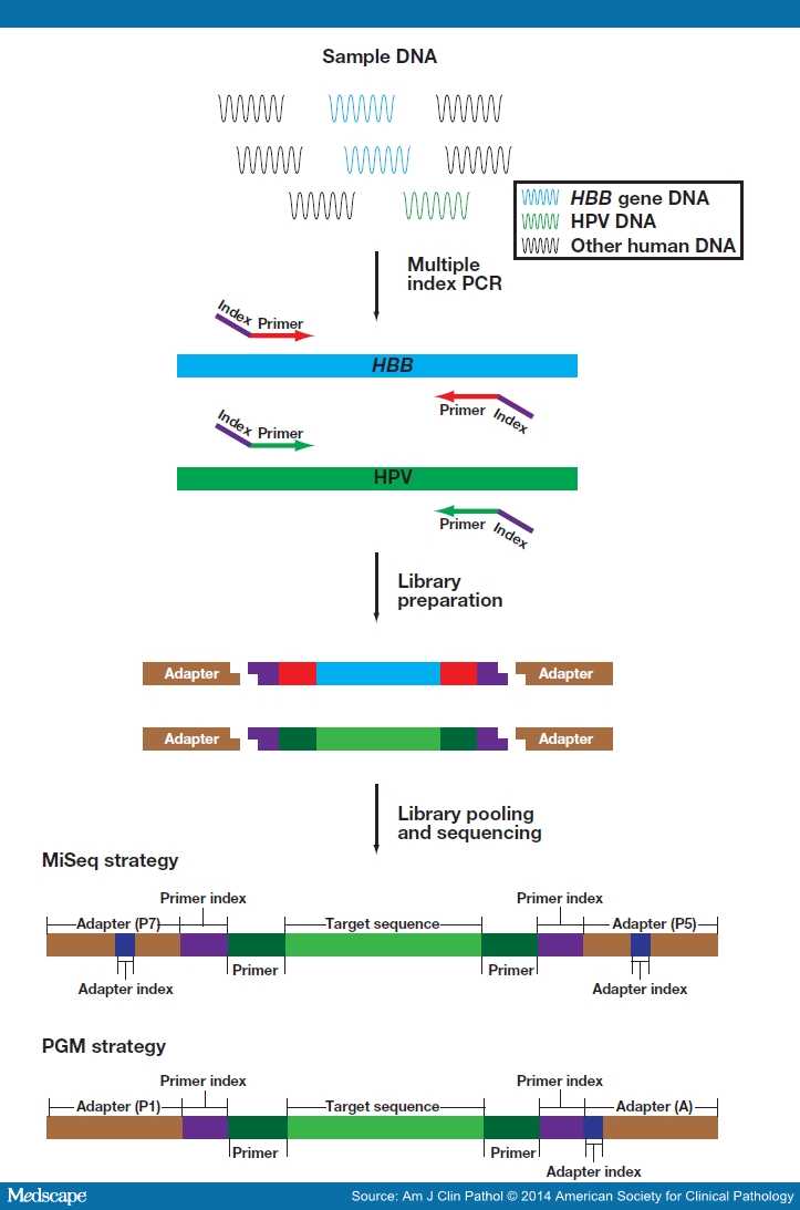 A New HPV Genotyping Assay