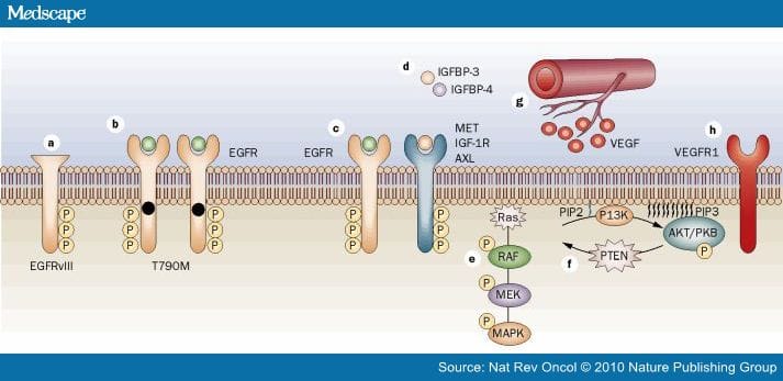 Understanding Resistance to EGFR InhibitorsImpact on Future Treatment Strategies