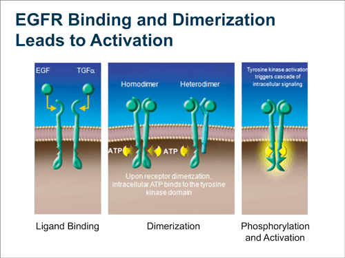 Biomarkers in Metastatic Colorectal Cancer and Response to AntiEGFR